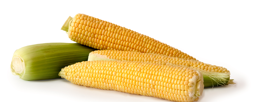 Fra 1. oktober styrer amerikanske majs dit sukkerforbrug – om du vil det eller ej! - Omhandler Sukker