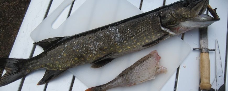 Fiskefrikadeller – også når man har et luksusproblem - Omhandler Spisekammeret, Måltider